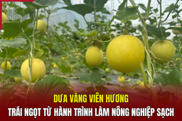 [REVIEW cá cược bóng đá m88] - Dưa vàng Viên Hương - Trái ngọt từ hành trình làm nông nghiệp sạch