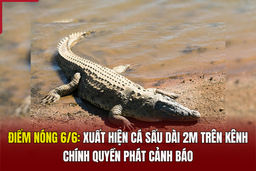 Điểm nóng 6/6: Xuất hiện cá sấu dài 2m trên kênh, chính quyền phát cảnh báo