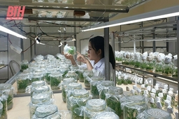 Đưa công nghệ vào sản xuất giống cây trồng
