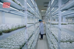 Ứng dụng công nghệ sinh học, phát triển nông nghiệp an toàn
