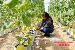 “Trái ngọt” từ nông nghiệp công nghệ cao