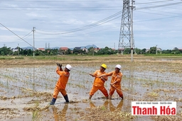 Đã khắc phục hoàn toàn sự cố gãy 19 cột điện do thiên tai