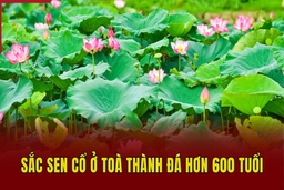 Sắc sen cổ ở toà thành đá hơn 600 tuổi
