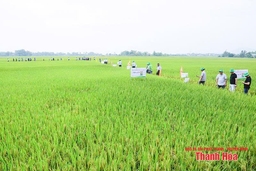 Hiệu quả sản xuất lúa lai 3 dòng chất lượng cao