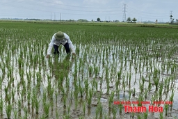 Xử lý rơm rạ bằng công nghệ vi sinh làm tăng độ phì nhiêu cho đất