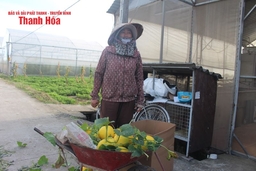 Giá dưa vàng thấp kỷ lục, người dân “treo vườn”