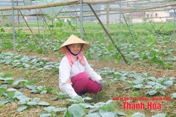 Duy trì chất lượng VietGAP sau chứng nhận
