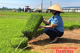 Giống chất lượng cao - yếu tố quyết định năng suất vụ mùa