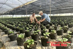 “Cầu nối” trong sản xuất và tiêu thụ nông sản