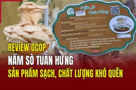 [REVIEW OCOP] Nấm sò Tuấn Hưng: Sản phẩm sạch, chất lượng khó quên