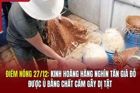 Điểm nóng 27/12: Kinh hoàng hàng nghìn tấn giá đỗ được ủ bằng chất cấm gây dị tật