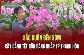 Sắc Xuân đến sớm: Cây cảnh tết rộn ràng khắp TP Thanh Hóa