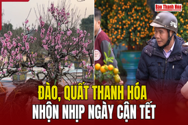 Đào, quất Thanh Hóa nhộn nhịp ngày cận Tết 