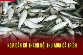 Ngư dân xứ Thanh bội thu mùa cá trích