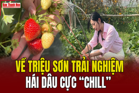 [WOW Thanh Hoá!] Về Triệu Sơn trải nghiệm hái dâu cực “chill”
