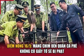 Điểm nóng 16/5: Mang chim đến quán cà phê không có giấy tờ sẽ bị phạt