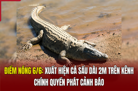 Điểm nóng 6/6: Xuất hiện cá sấu dài 2m trên kênh, chính quyền phát cảnh báo