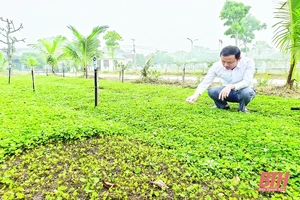 Chuyện về cây rau má xứ Thanh
