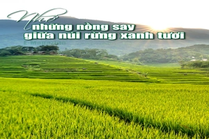 [E-Magazine]: Nhớ những nồng say giữa núi rừng xanh tươi
