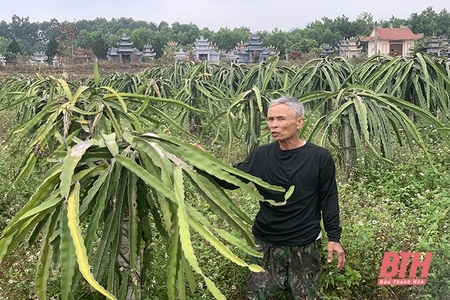 Góp phần bảo đảm an sinh xã kèo nhà cái m88 trên địa bàn huyện Như Thanh Góp phần bảo đảm an sinh xã hội trên địa bàn huyện Như m88 cá cược thể thao trực tuyến