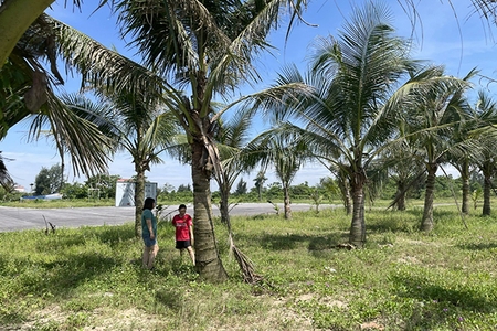 Tìm lại “vị thế” cho cây dừa Hoằng m88 cá cược thể thao trực tuyến Tìm lại “vị thế” cho cây dừa Hoằng cá cược bóng đá m88