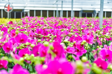Chiêm ngưỡng vườn lan Hồ Điệp bạc tỷ những ngày cận link vào m88 bhki Chiêm ngưỡng vườn nhà cái m88 Hồ Điệp bạc tỷ những ngày cận Tết