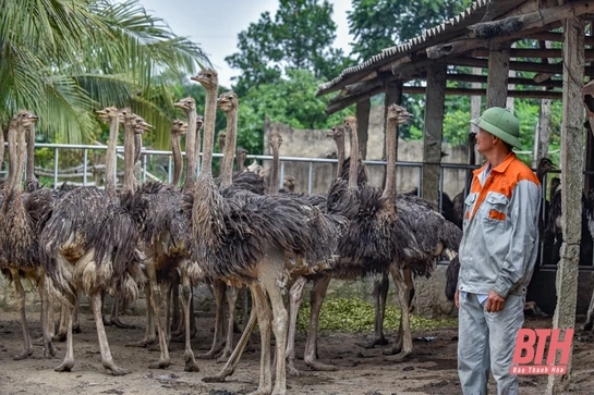 Trang trại “chim khổng lồ” ở xứ Thanh