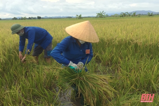 Huyện Nông Cống thu hoạch gần 1.000 ha lúa thu mùa