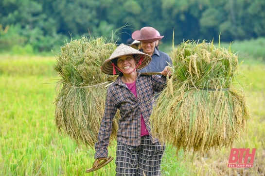 Nông dân miền Tây Thanh Hóa “gùi mùa vàng” về bản