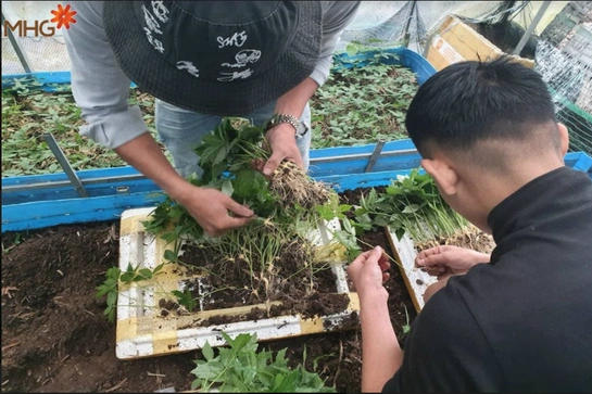 Sâm Ngọc Linh có tác dụng gì trong đời sống hằng ngày?