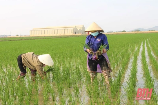 Chủ động phòng, trừ bệnh đạo ôn hại lúa đông xuân
