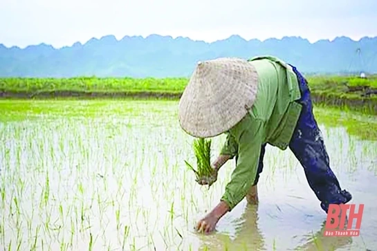 Nắng tháng sáu, mẹ lội đồng đi cấy