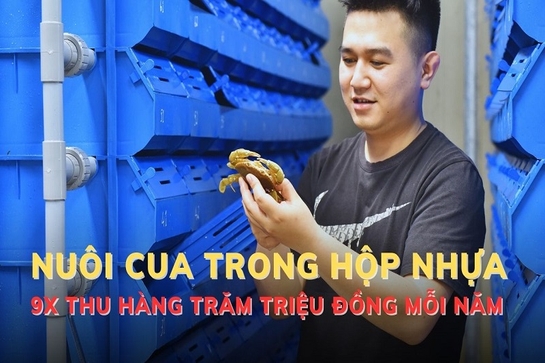 Nuôi cua trong hộp nhựa, 9x thu hàng trăm triệu đồng mỗi năm