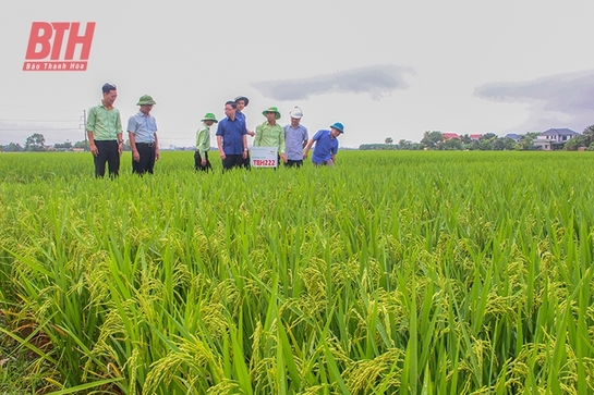 Nhân rộng các mô hình liên kết sản xuất trong trồng trọt