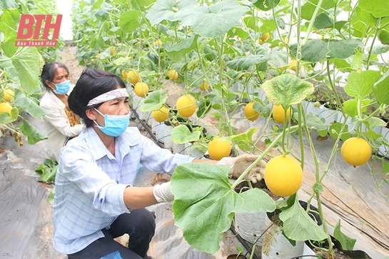 Biến bãi đổ rác thành nơi có thu nhập tiền tỷ mỗi năm
