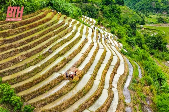 Đi cấy trên nương miền biên viễn xứ Thanh
