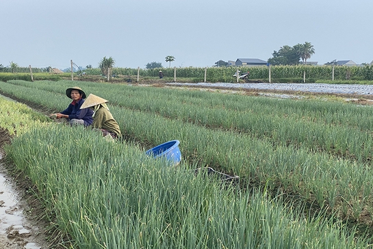 Quảng Yên: Giải bài toán sinh kế cho người dân đã nhường đất cho dự án