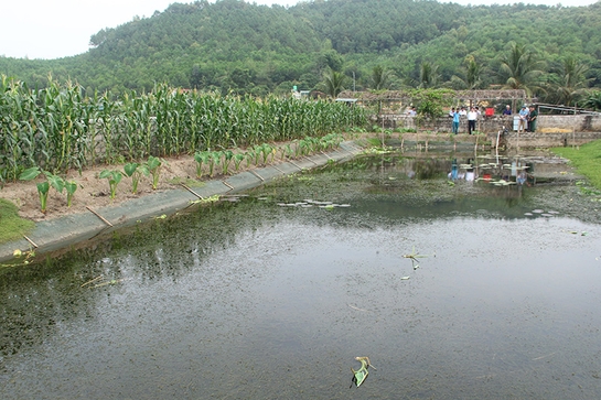 Triển vọng từ mô hình nuôi ba ba, ốc nhồi tại Hà Trung