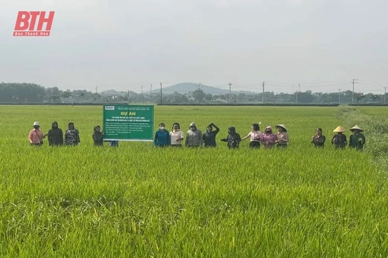 Hội thảo đầu bờ giống lúa J02 tại xã Vĩnh Tiến (Vĩnh Lộc)