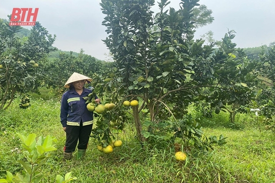 Thường Xuân phát triển cây ăn quả tập trung