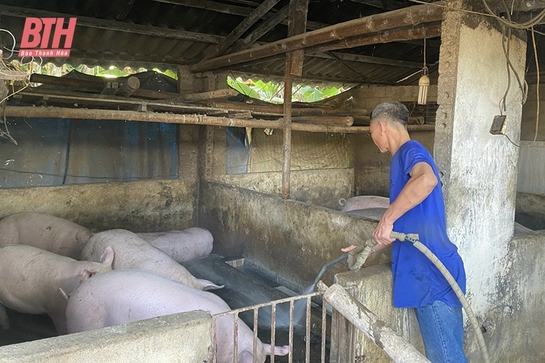 Giá lợn hơi khởi sắc, người chăn nuôi đầu tư tái đàn