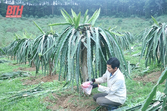 Trải “thảm xanh” trên những vùng đồi