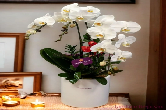 Gợi ý quà  tặng ngày 20/10  cho những người phụ nữ tôi yêu