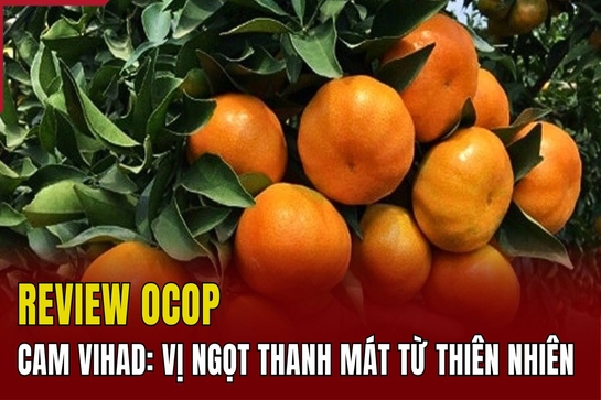 [REVIEW OCOP] - Cam Vihad: Vị ngọt thanh mát từ thiên nhiên