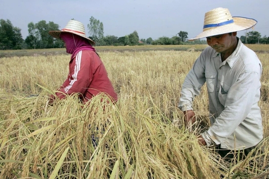 Giá gạo “thăng trầm” tại hai nước xuất khẩu hàng đầu thế giới