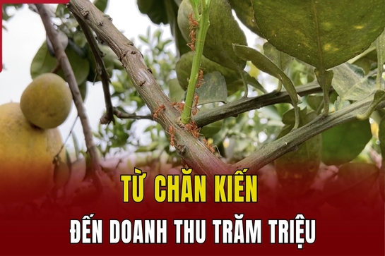 Từ chăn kiến đến doanh thu trăm triệu