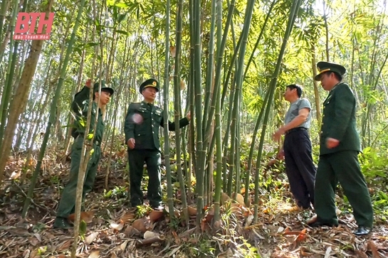 Mở hướng thoát nghèo từ trồng vầu