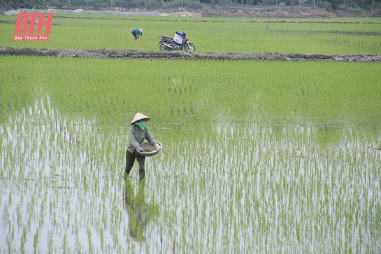 Sau tết, nông dân nô nức xuống đồng