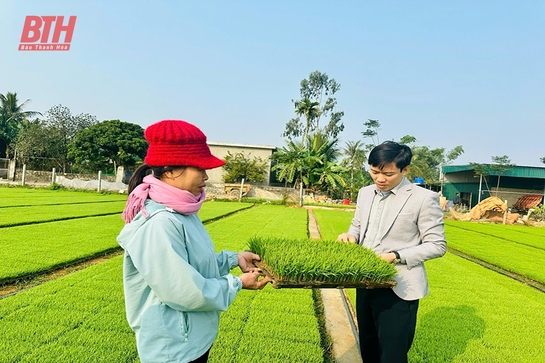 Nâng tầm hạt gạo trên đồng đất Nông Cống