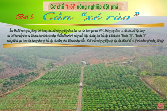 Cơ chế “trói” nông nghiệp đột phá: Bài 3 - Cần “xé rào”